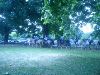 hyde park children
